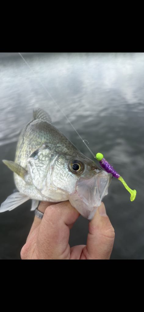 Paddle Shad - Purple Chartreuse Sparkle