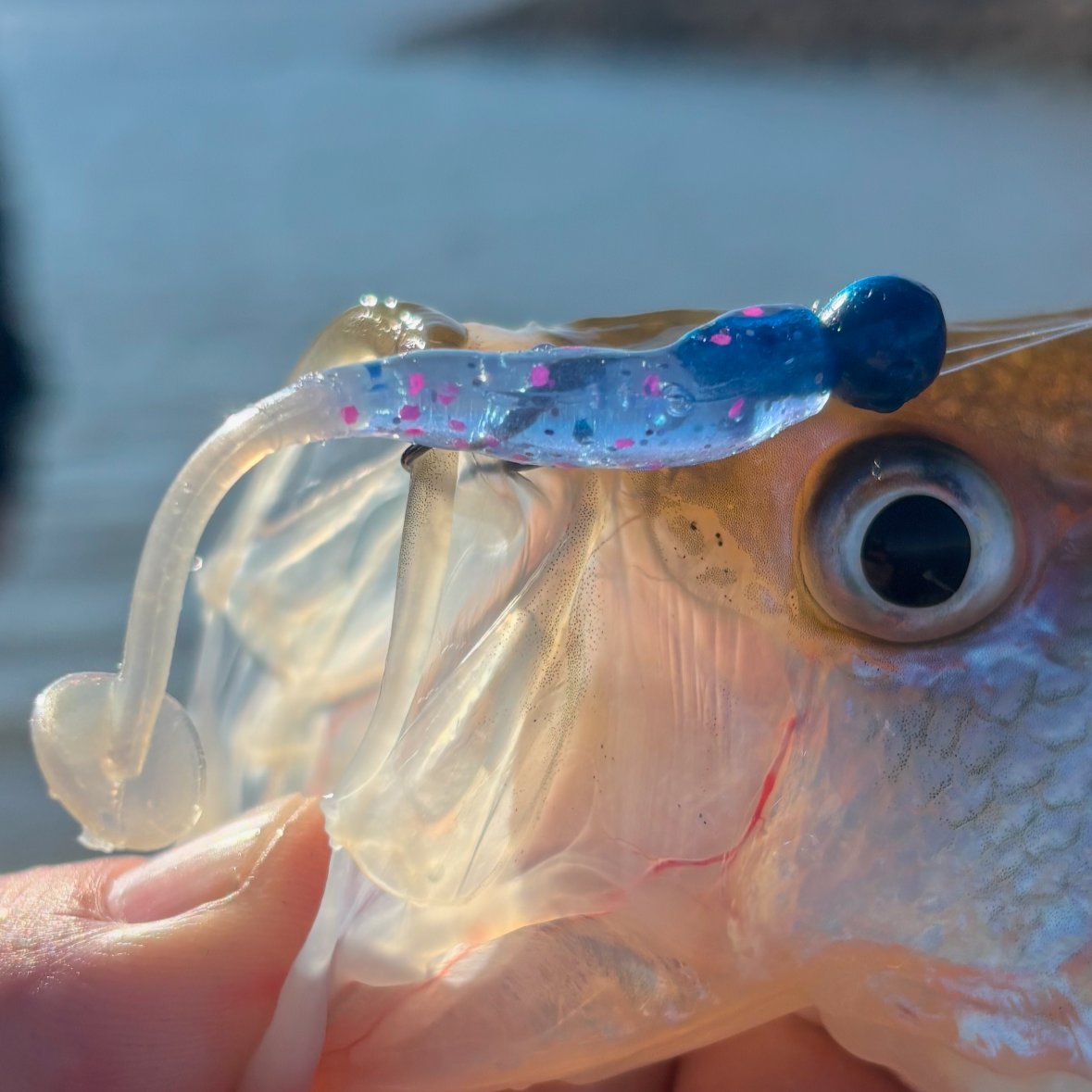 Paddle Shad - Sunset Pearl