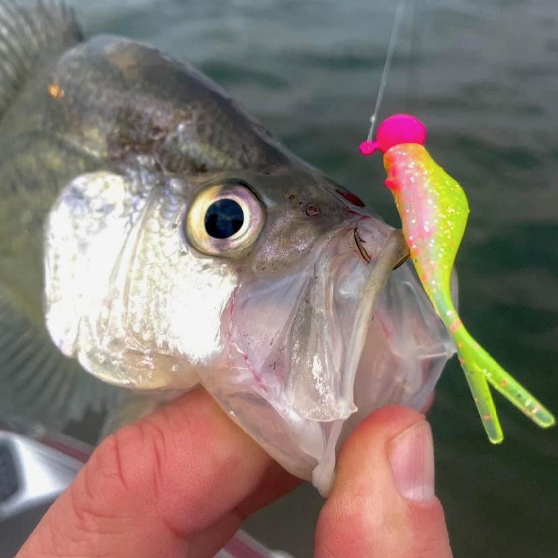 Split Tail Shad - Pink Lemonade