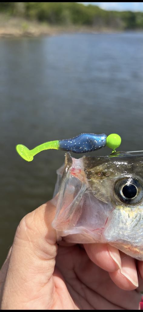 Paddle Shad - Midnight Chartreuse Sparkle