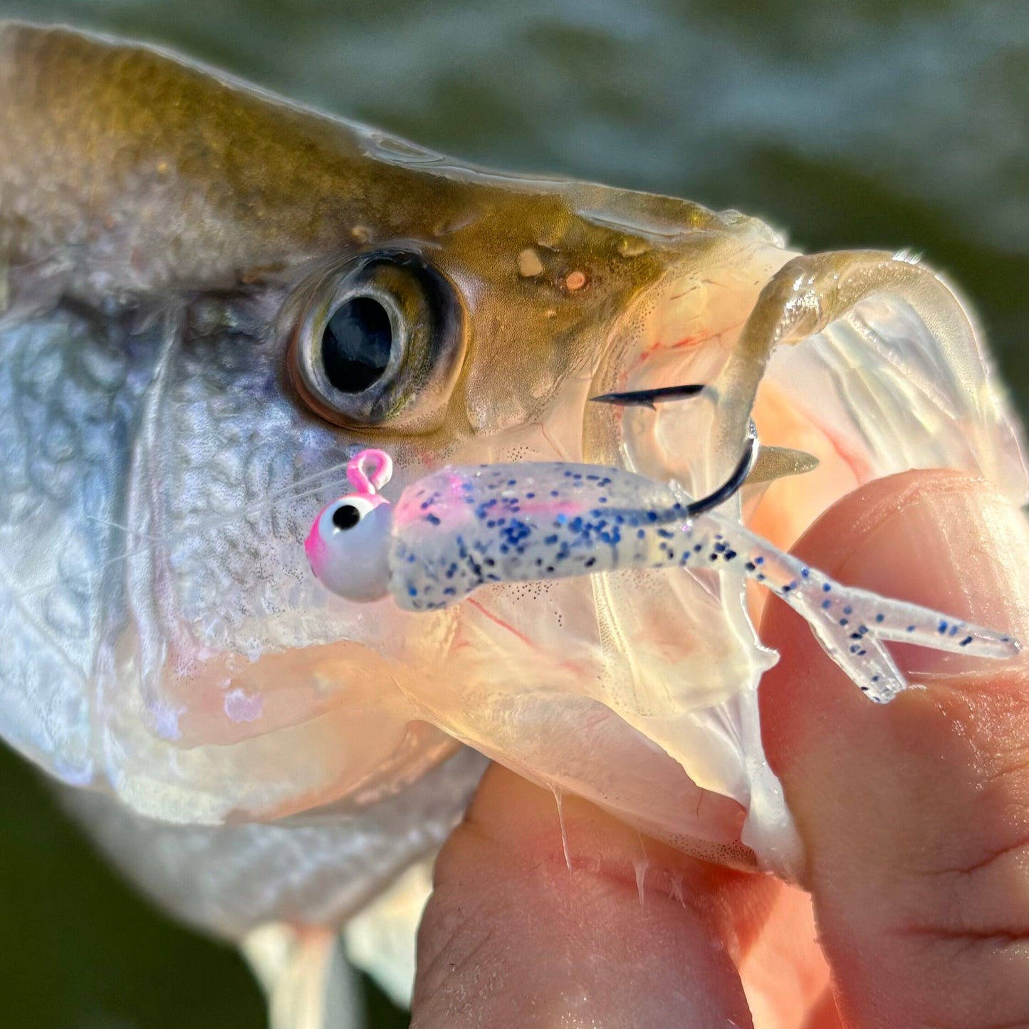 Mini Split Tail Shad - Sapphire Ghost