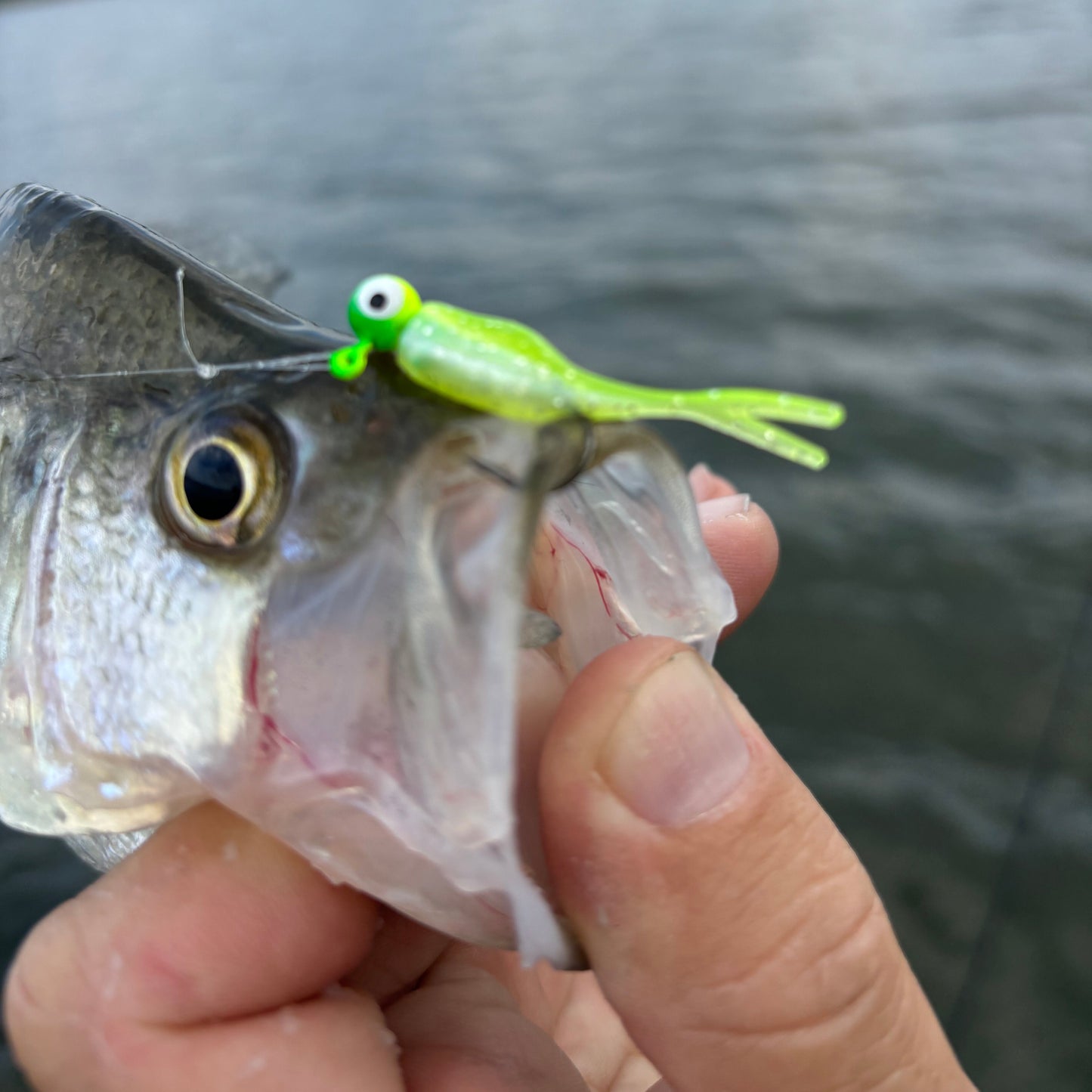 Mini Split Tail Shad - White Pearl Chartreuse Sparkle