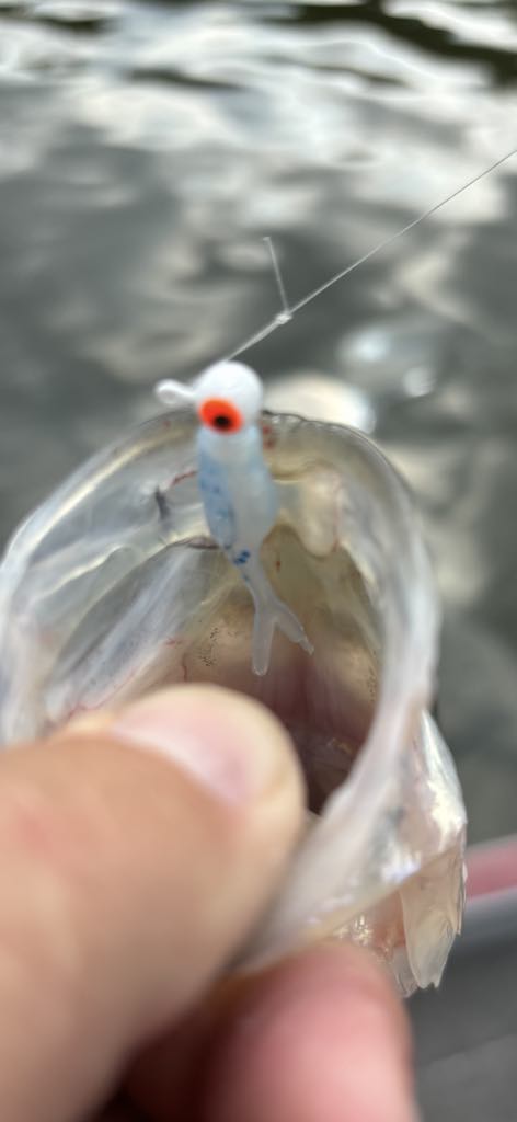 Mini Split Tail Shad - Toothpaste Pearl