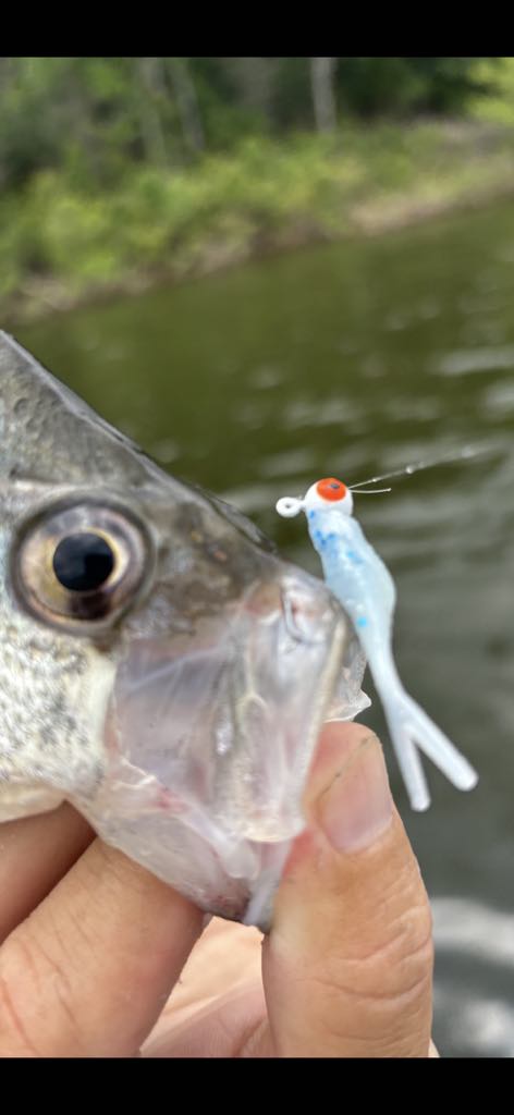 Mini Split Tail Shad - Toothpaste Pearl