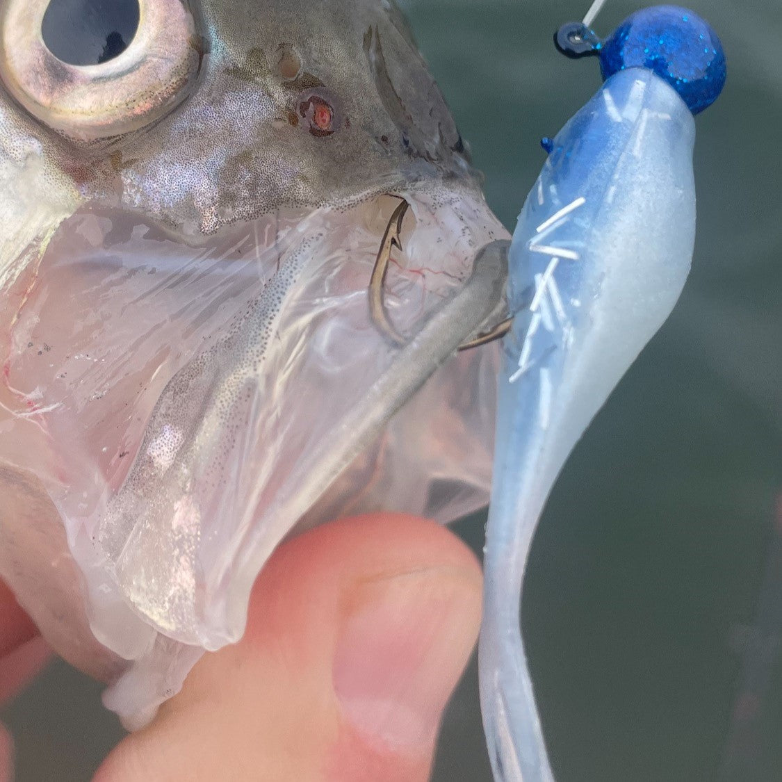 Split Tail Shad - Blue Crystal