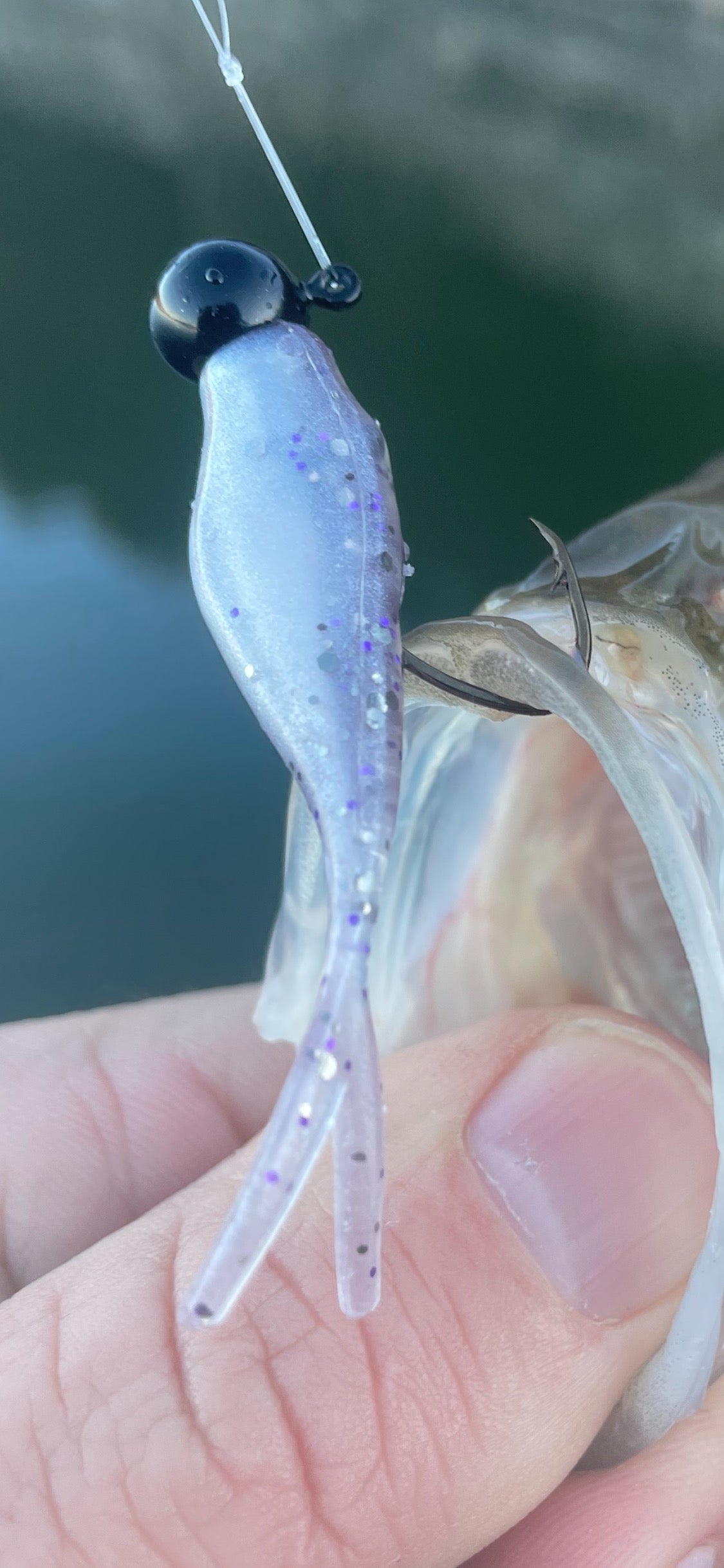 Split Tail Shad