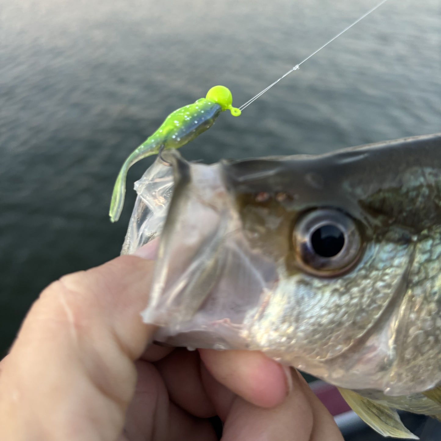 Mini Split Tail Shad - Midnight Chartreuse Sparkle