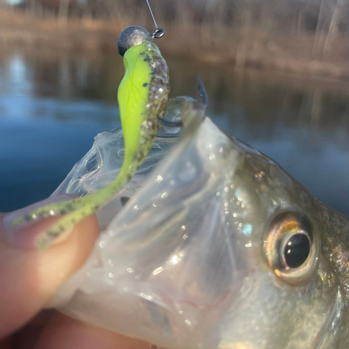 Split Tail Shad - Silver Pepper Glow