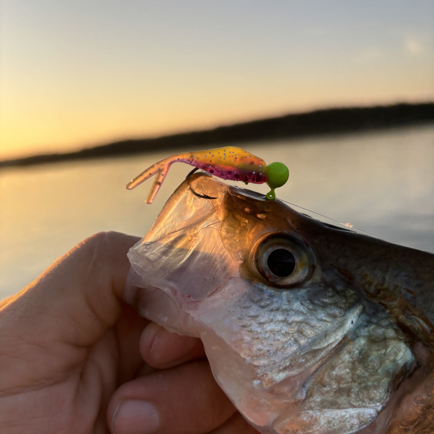 Mini Split Tail Shad - Purple Chartreuse Sparkle